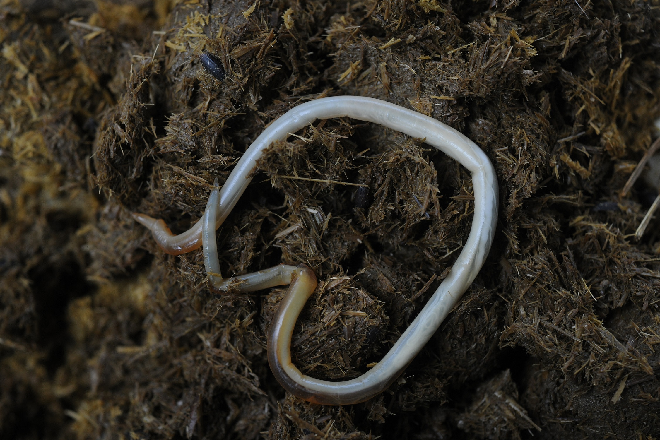 Parasites des petits ruminants: comment atténuer la formation de  résistances aux vermifuges