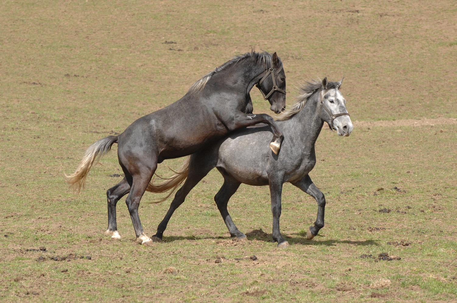 Social behaviour in the horse