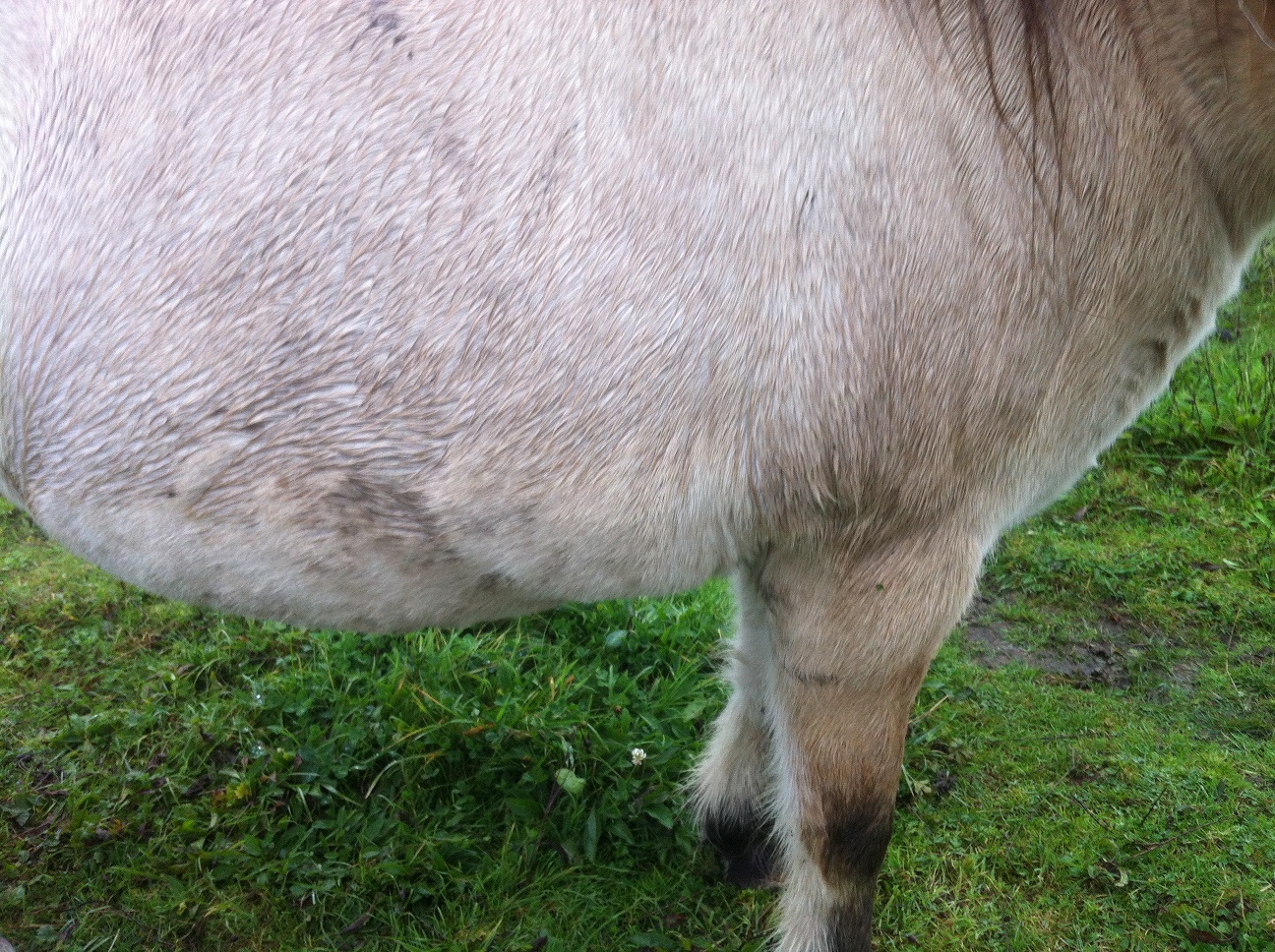 Equine metabolic syndrome (EMS)