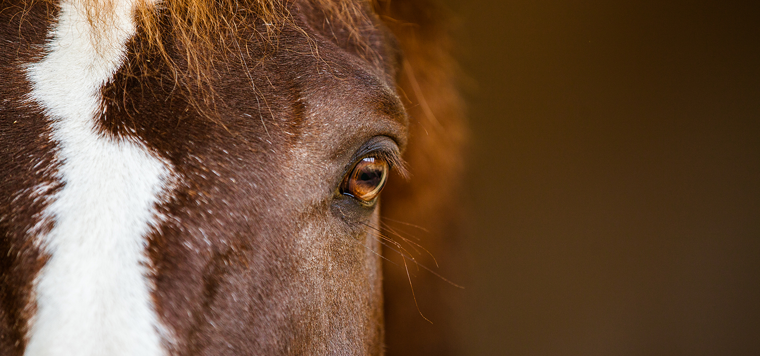 Reconnaissance des émotions humaines par les chevaux