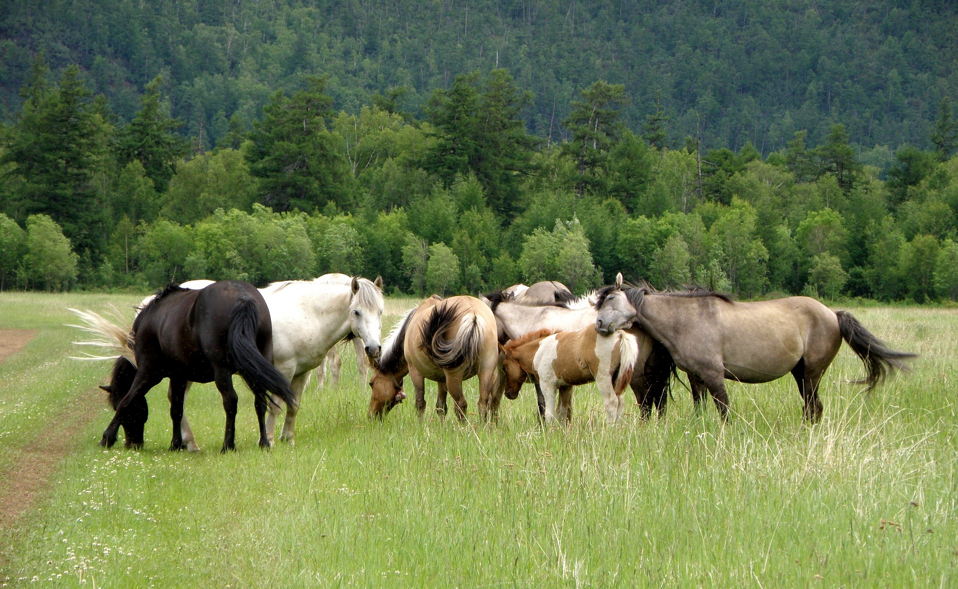 Social organisation in herds of horses