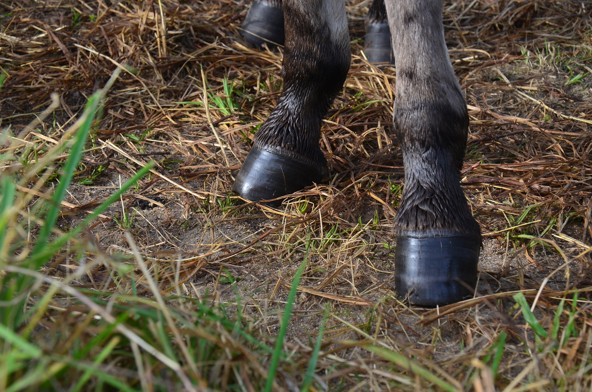 Specific features of the donkey’s hooves : how to manage them.