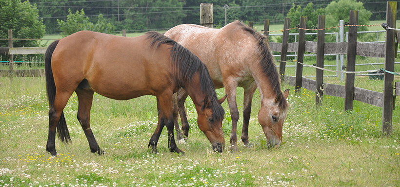 Feeding the brood mare- effects on the foal in-utero