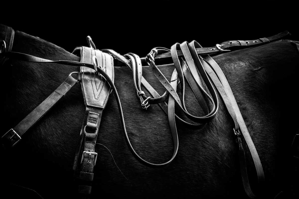HUILE DE PARAFFINE - Huile pour cuir - La Sellerie.com : tout l'équipement  et le matériel pour le cheval et l'équitation, le sport ou loisir équestre