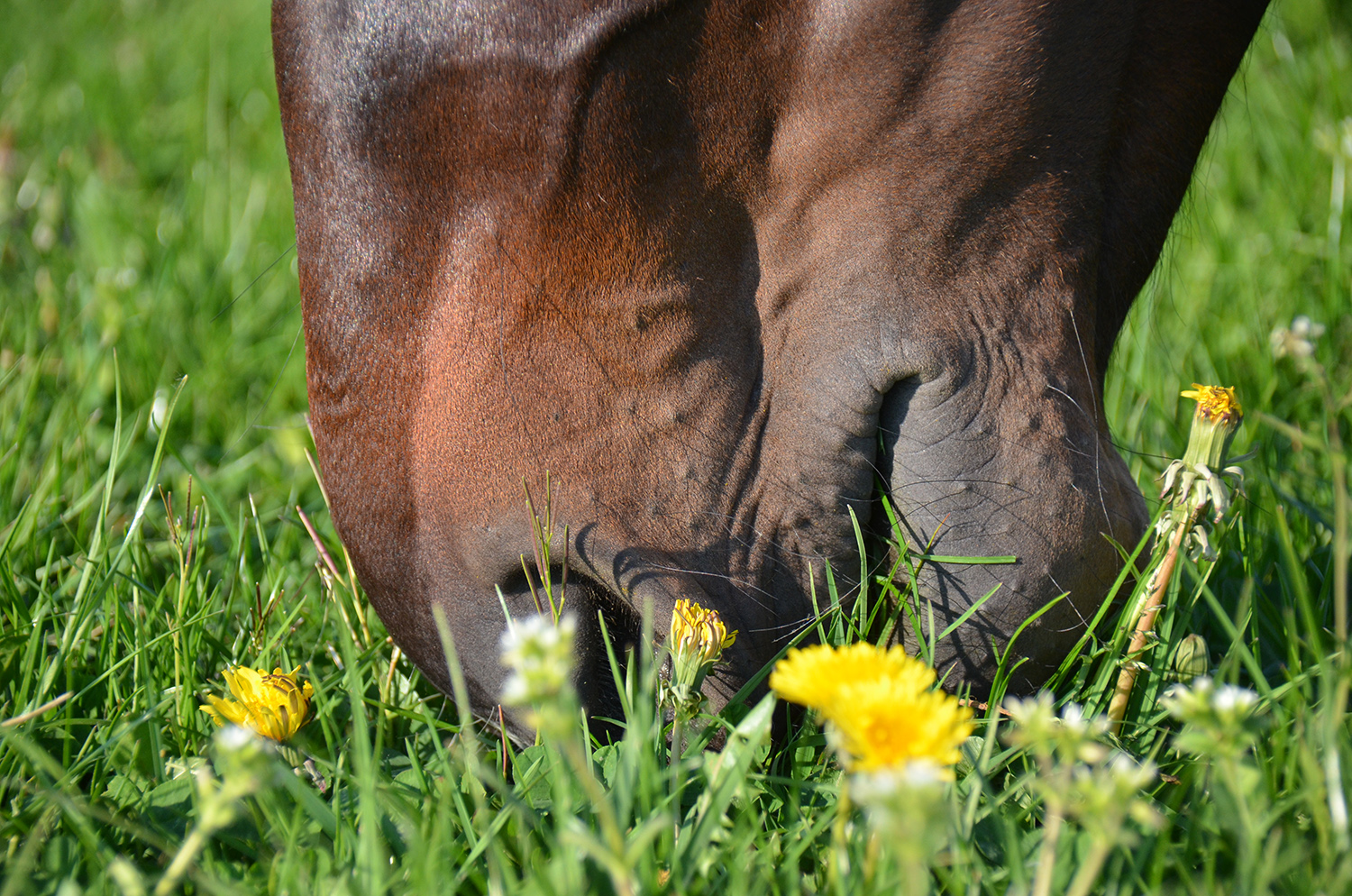 The horse’s mouth : an anatomy suited to a herbivorous diet