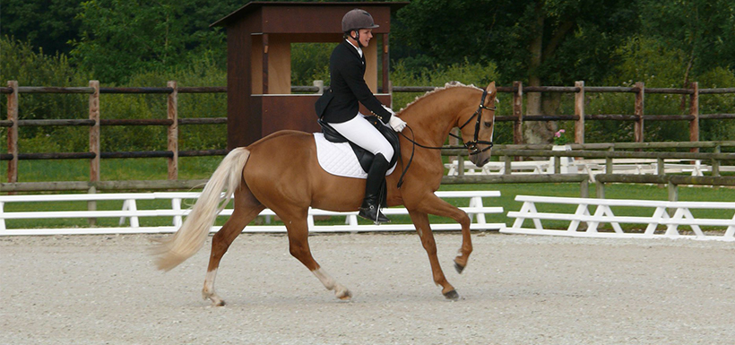 Pony indices : Show-jumping, Eventing, and Dressage