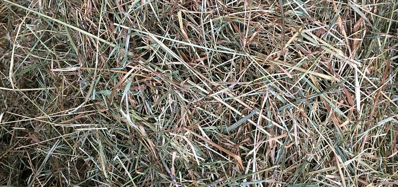 Assessing the quality of stored forage for horses