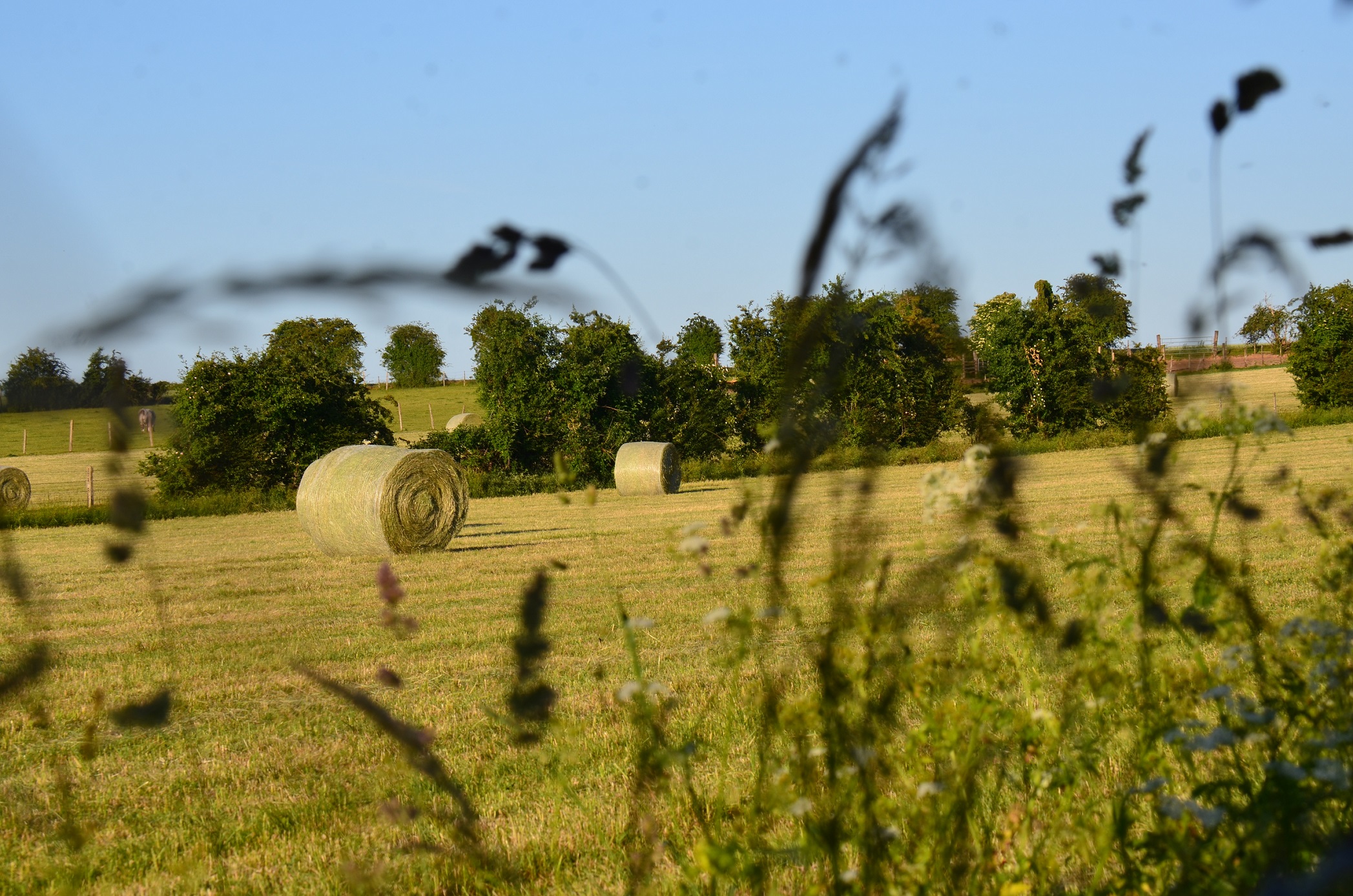 Hay : most commonly used source of forage for horses
