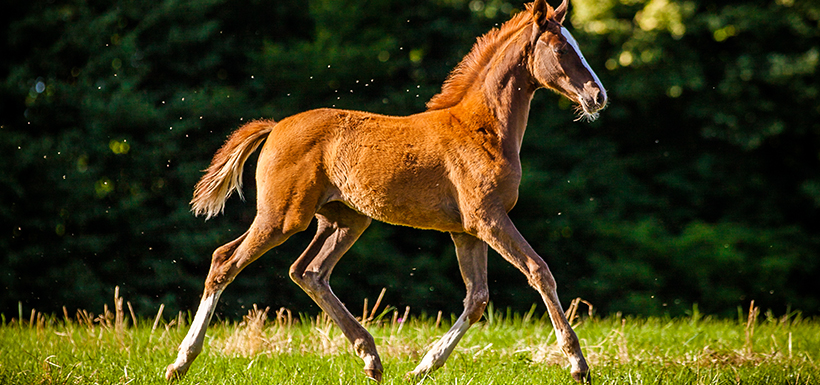 Predict the future personality of the foal