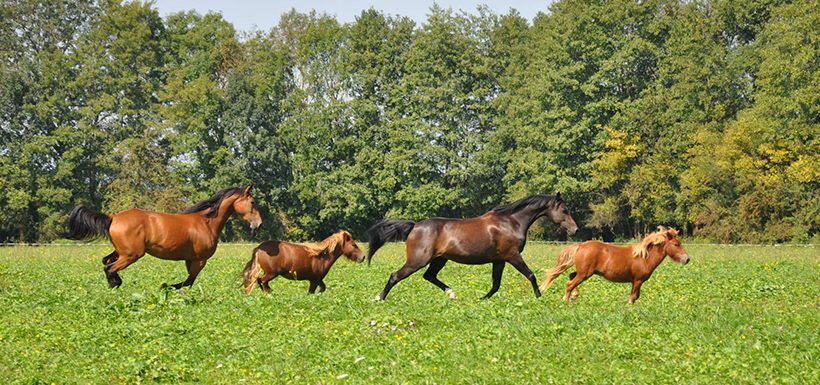 Rotating or continuous grazing for pastures intended for horses