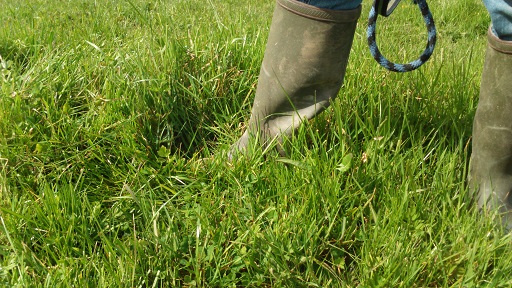 Utilisation of grass at the correct stage for horses