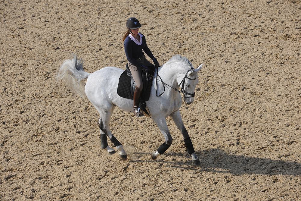 Perfecting the canter