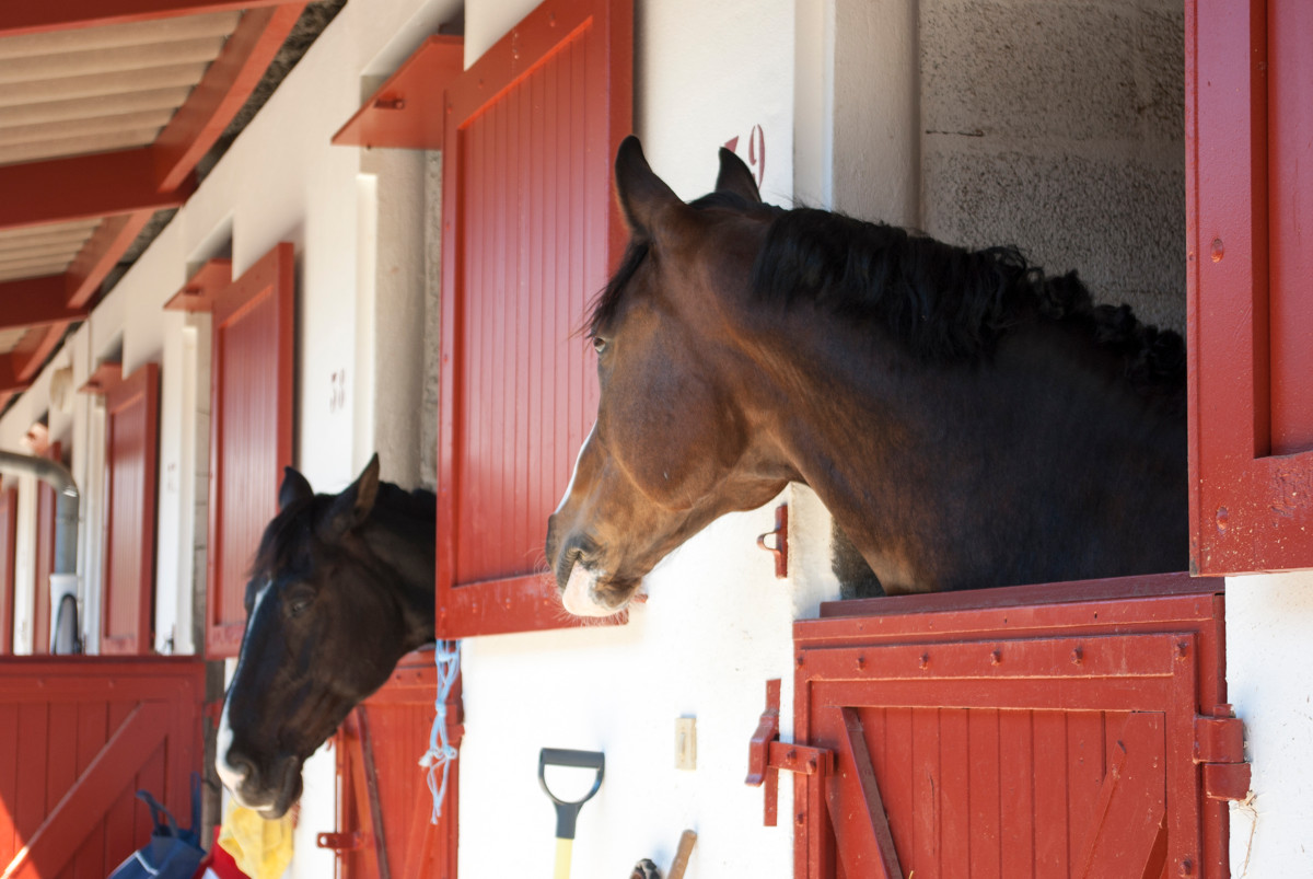 Setting up an equestrian business : from dream to reality