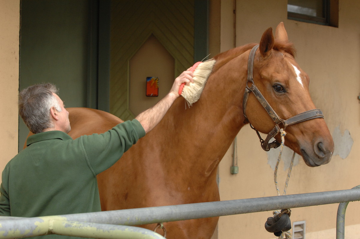Grooming whilst respecting the horse’s well-being
