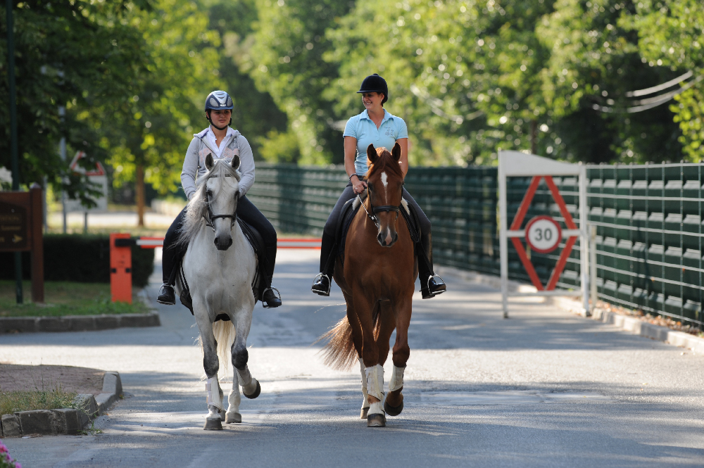 Equines and traffic regulations