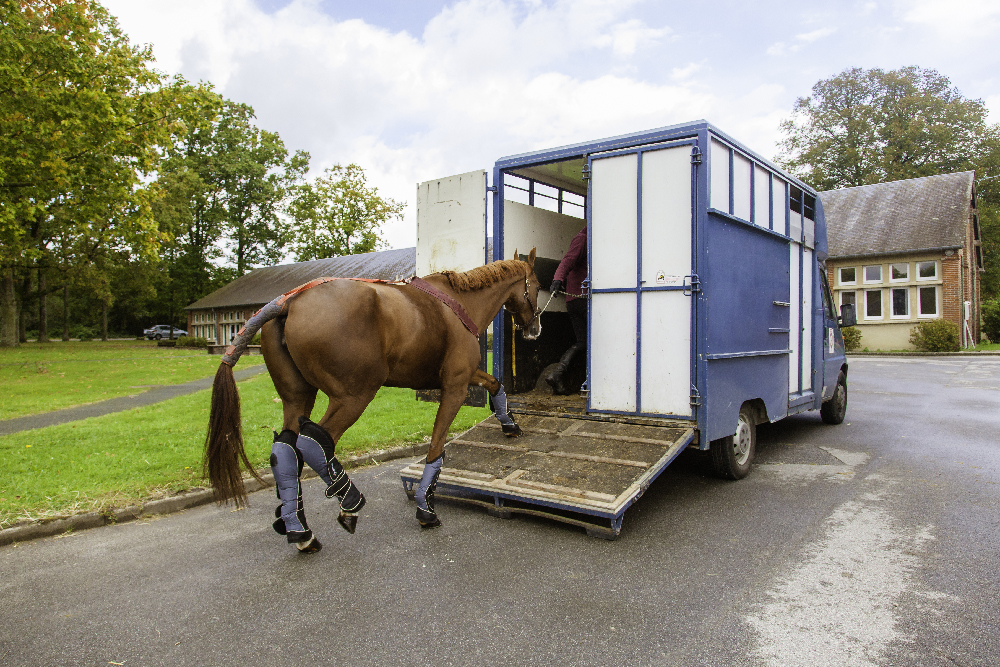 Réglementation du véhicule transportant des chevaux
