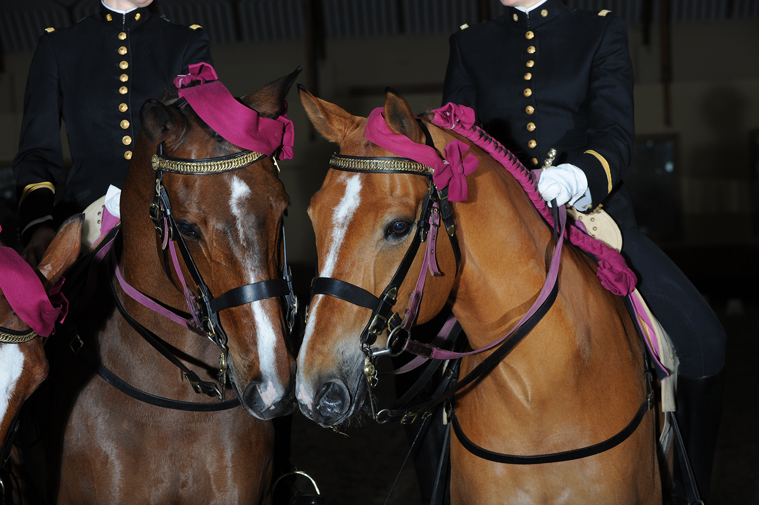 Le harnachement des chevaux du Cadre noir de Saumur