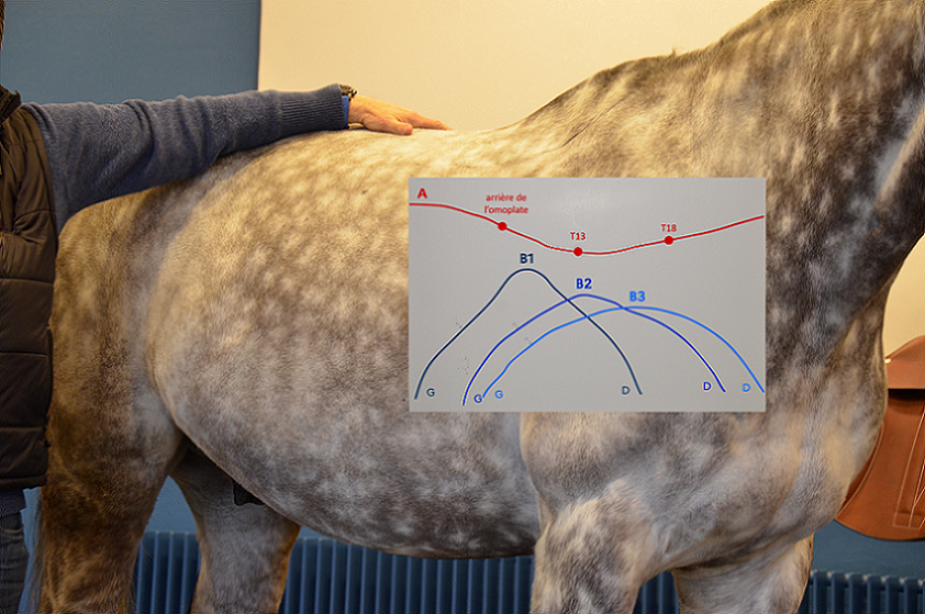 Fabrication d'une selle sur-mesure : mesurer le dos du cheval « à la main »