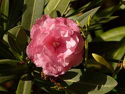 laurier-rose