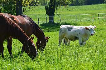  pâturage mixte équins-bovins © N. Genoux / IFCE