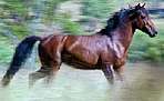 pied du cheval féral australien