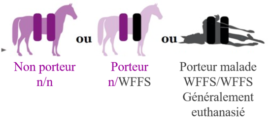 Génotype WFFS (syndrome du poulain fragile)