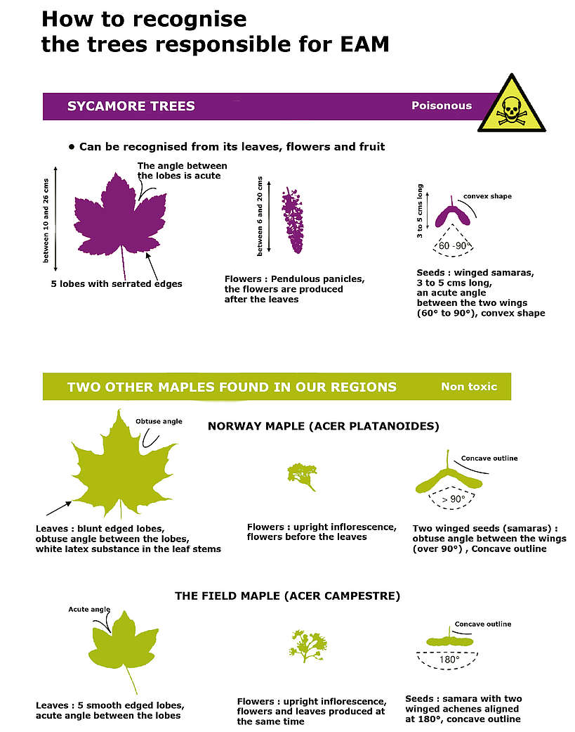 How to recognise the trees responsible for EAM