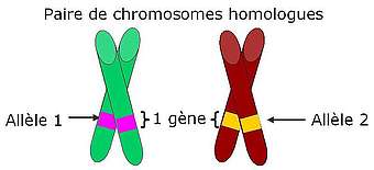 gène et allèles sur une paire de chromosomes homologues