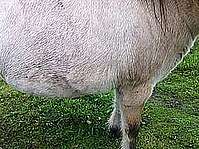 Pony affected by EMS: fatty deposits can be observed around the girth