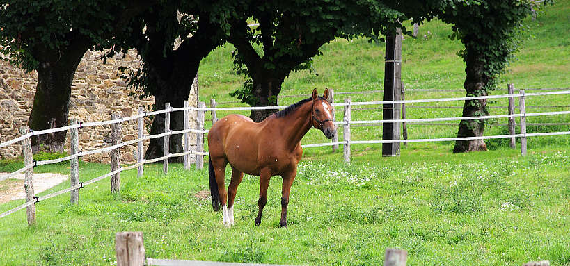 Tondeuse cheval, Auvergne-Rhône-Alpes