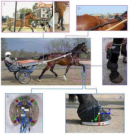 effects of equestrian surface biomechanics