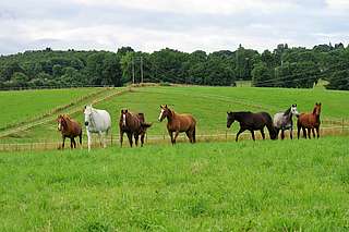 organisation et gestion des groupes de chevaux