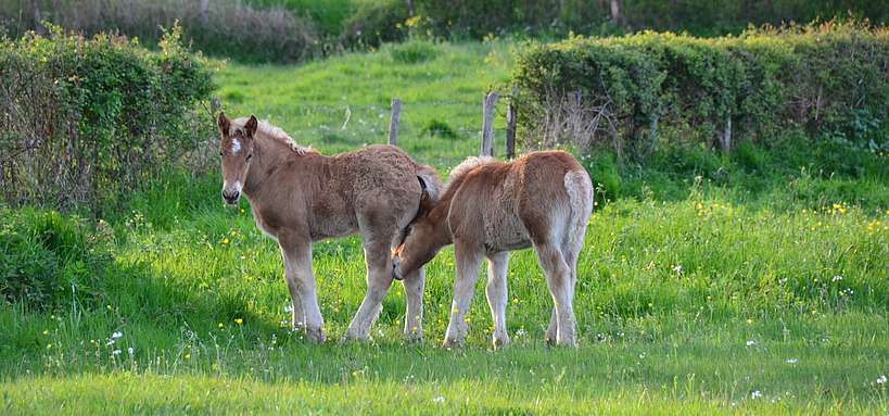 L’épidermolyse bulleuse jonctionnelle (EBJ) © N. Genoux / IFCE Poulains de trait Comtois