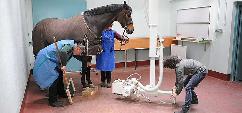 Radiographie du pied d'un cheval 