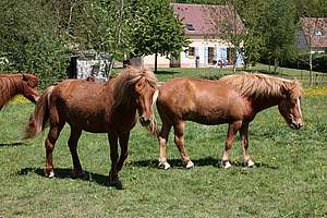 chevaux et voisinage