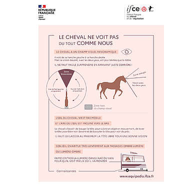 Le cheval ne voit pas du tout comme nous
