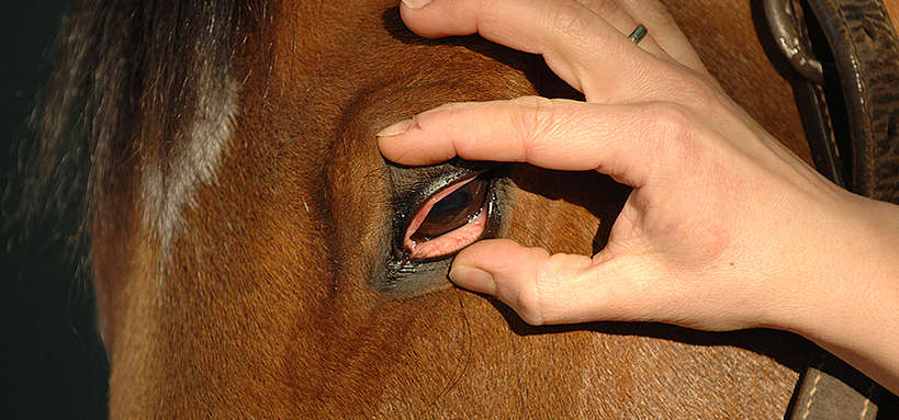 ophtalmologie chez le cheval