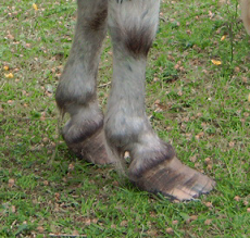 horses foot
