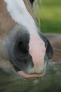 monde sensoriel du cheval