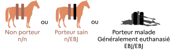 épidermolyse bulleuse jonctionnelle EBJ