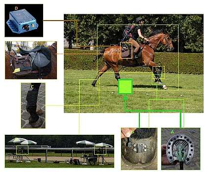 Equestrian surface biomechanics