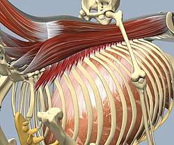 Les muscles de la chaine dorsale du dos. Schéma de Guerd Heuschmann 