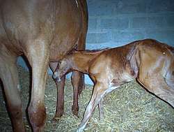 Poulain nouveau-né sous sa mère