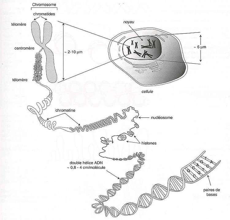 structure de l'ADN