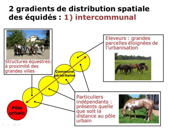 Distribution spatiale des équidés : gradient intercommunal 
