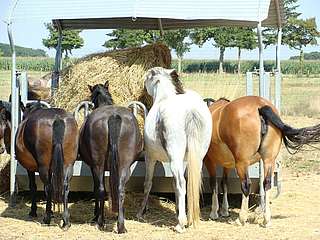 organisation et gestion des groupes de chevaux