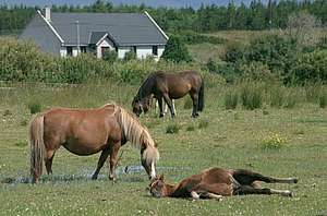 Troupeau de chevaux au pré devant une habitation © P. Lando