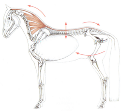 Le système ligamentaire du dos. Schéma de Guerd Heuschman