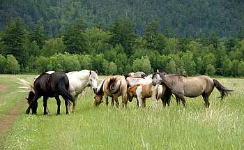 troupeau de chevaux dans un pré