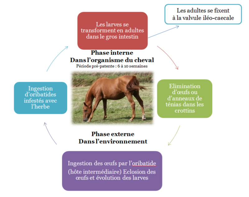 Vetofficine  Fiches: Parasites internes des chevaux : principaux